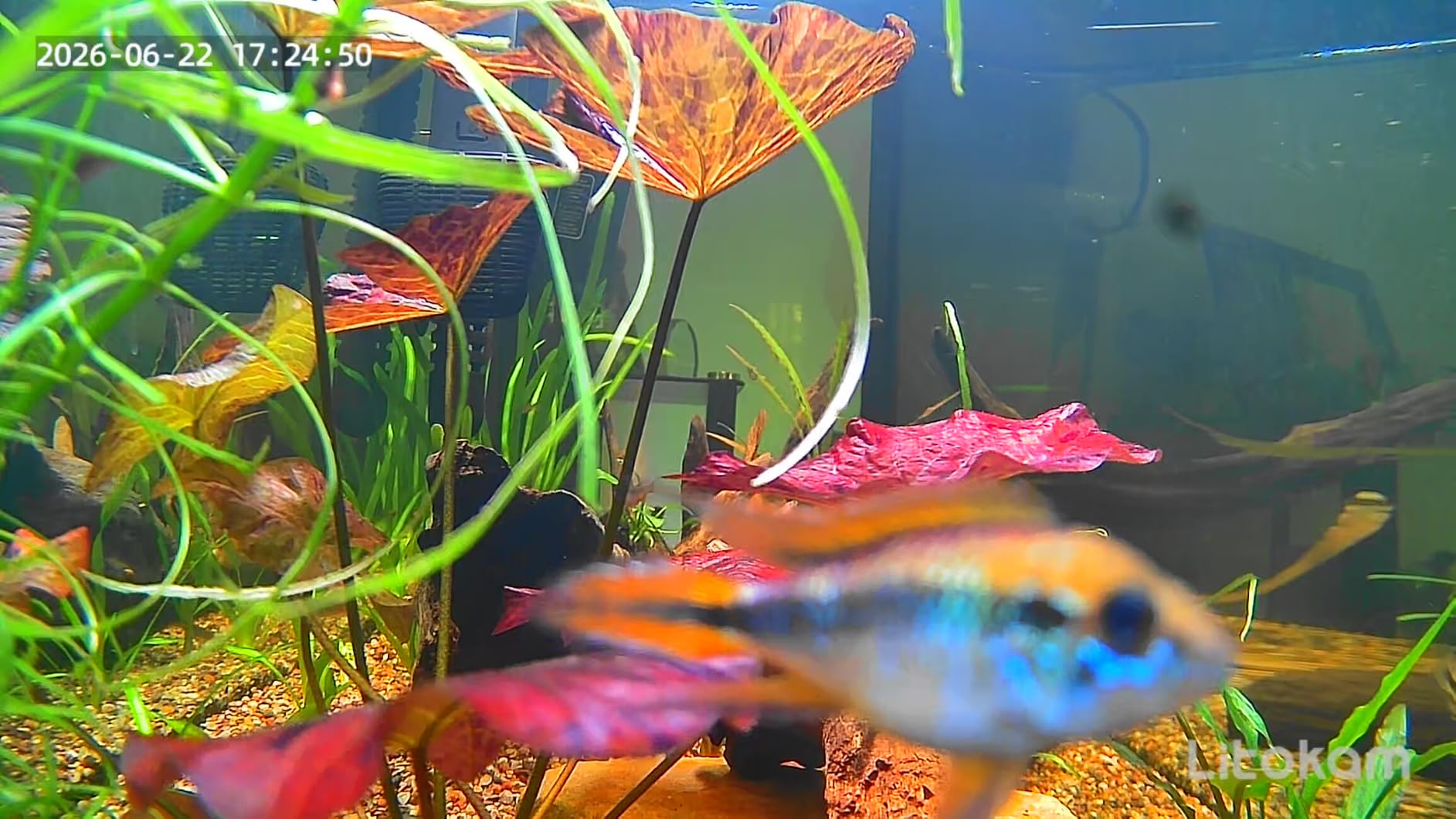 litokam F1.0 Aperture Fish Tank & Reptile Pet Camera. 2K 3MP Anti-Glare Aquarium Terrarium Camera with Close-Focus Lens, 147 Degree Ultra-Wide Angle, 3X Zoom, 2.4G/5GHz WiFi customer photo 2