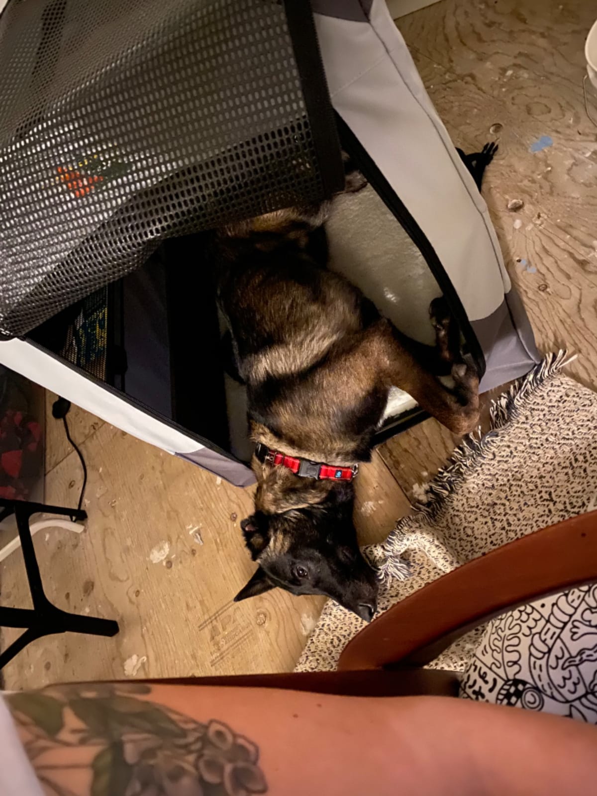 MidWest Canine Camper 36