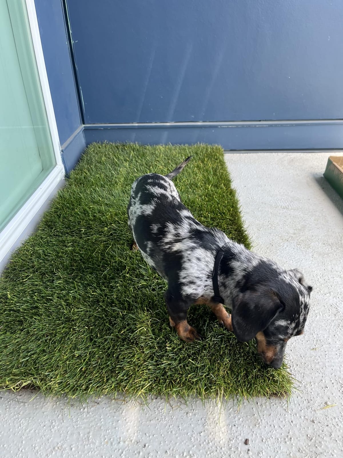 Fresh Patch Real Grass Patch for Dogs, Cats, and Extra Large Pets 30 Pounds and Above - Disposable Pet Grass Pee Pads - Indoor and Outdoor Potty Training Mat (24 Inches x 48 Inches) customer photo 1
