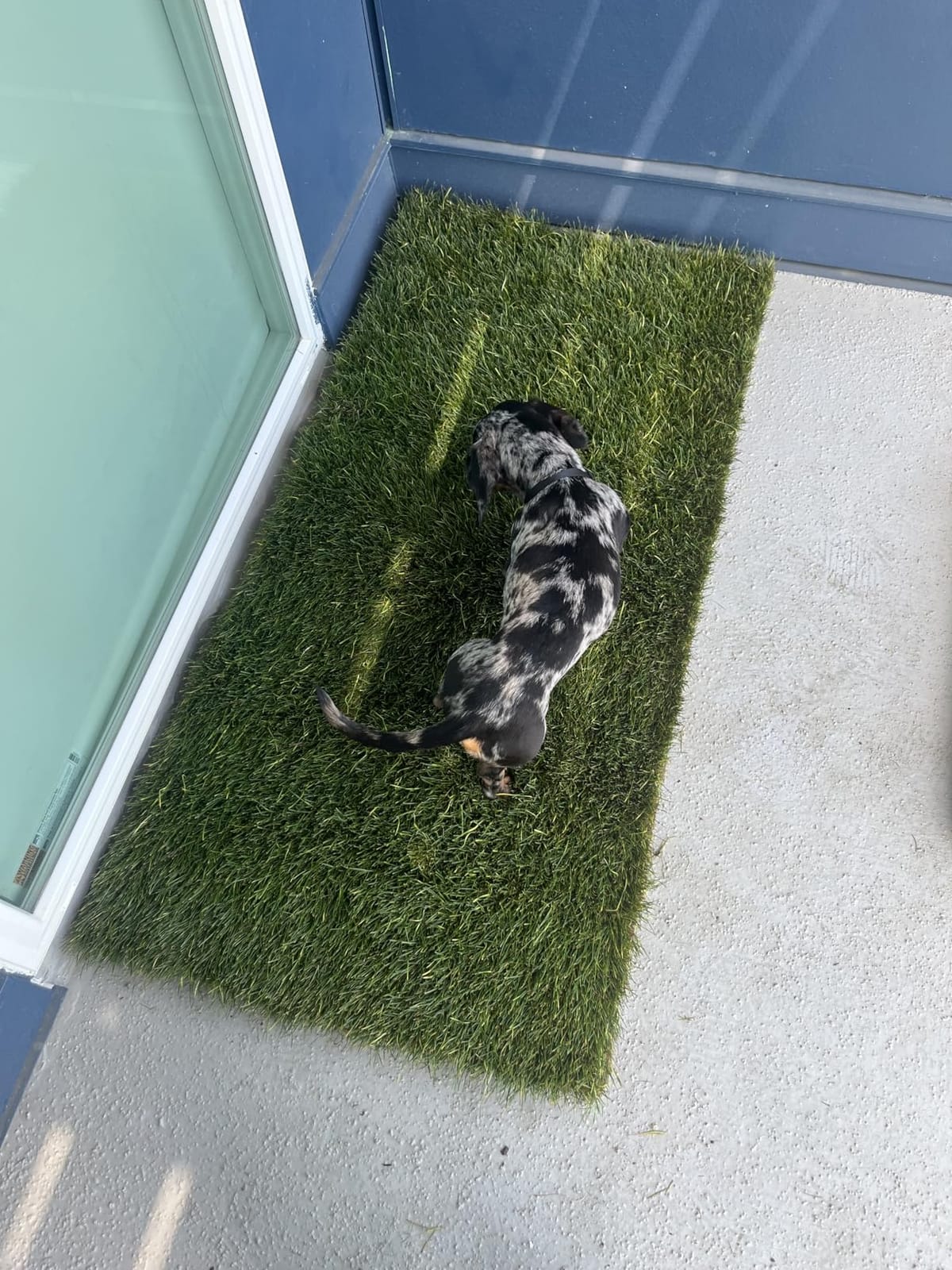 Fresh Patch Real Grass Patch for Dogs, Cats, and Extra Large Pets 30 Pounds and Above - Disposable Pet Grass Pee Pads - Indoor and Outdoor Potty Training Mat (24 Inches x 48 Inches) customer photo 2
