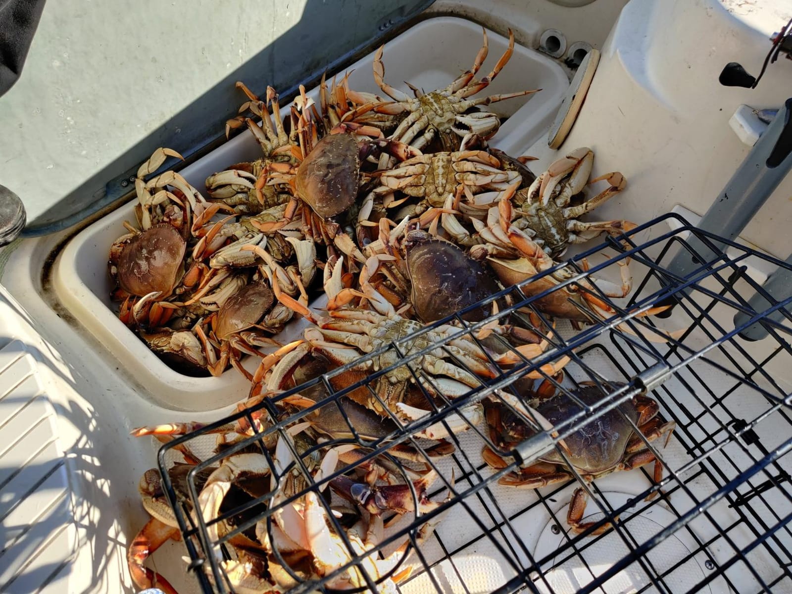 2-Pack of KUFA Vinyl Coated Crab Trap & Accessory kit Including 100' Rope, Caliper, Harness, Bait Bag & Red/White Float customer photo 1