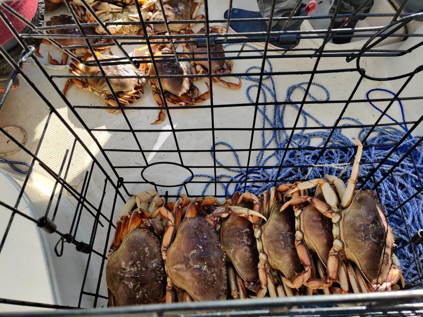 2-Pack of KUFA Vinyl Coated Crab Trap & Accessory kit Including 100' Rope, Caliper, Harness, Bait Bag & Red/White Float customer photo 2