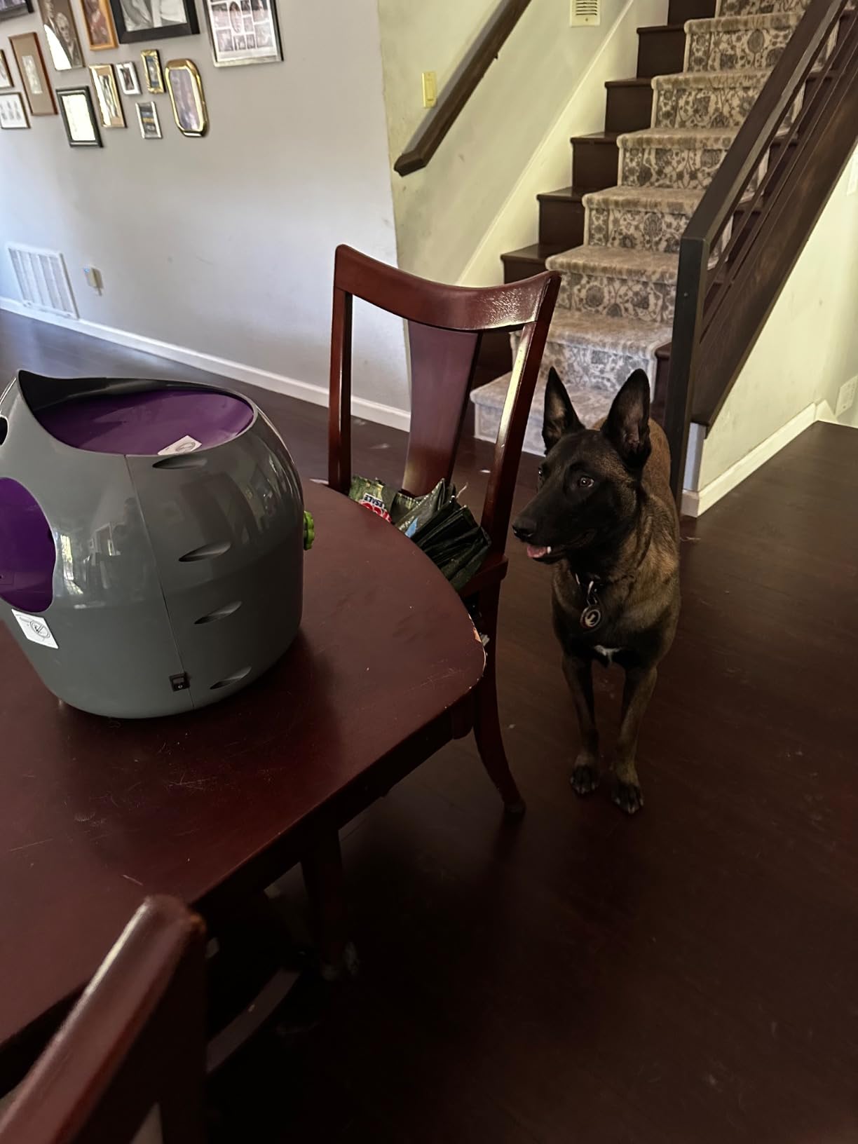 PetSafe Automatic Dog Ball Launcher | Launches 8-30 Ft with 9 Distance and 6 Angle Settings, Motion Sensors Protect up to 7 Ft, Auto Sleep After 15 Minutes of Play customer photo 2