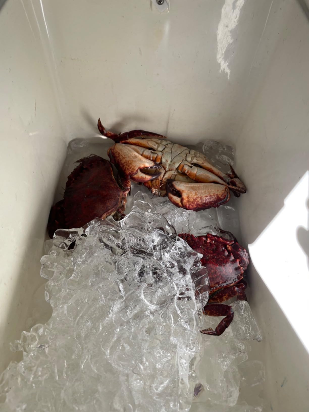 Palmyth Wire Grid Bottom Crab Nets Two Ring Crab Kit with Harness and Bait Clip 24” X 20” X 12” customer photo 2