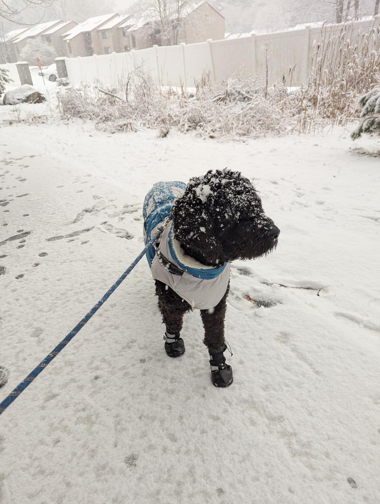 Hipaw Waterproof Dog Boots for Winter Snow Rain, Non-Slip Dog Shoes for Medium to Large Dogs, Extended Cuff Paw Protectors for Outdoor Walking Hiking customer photo 1