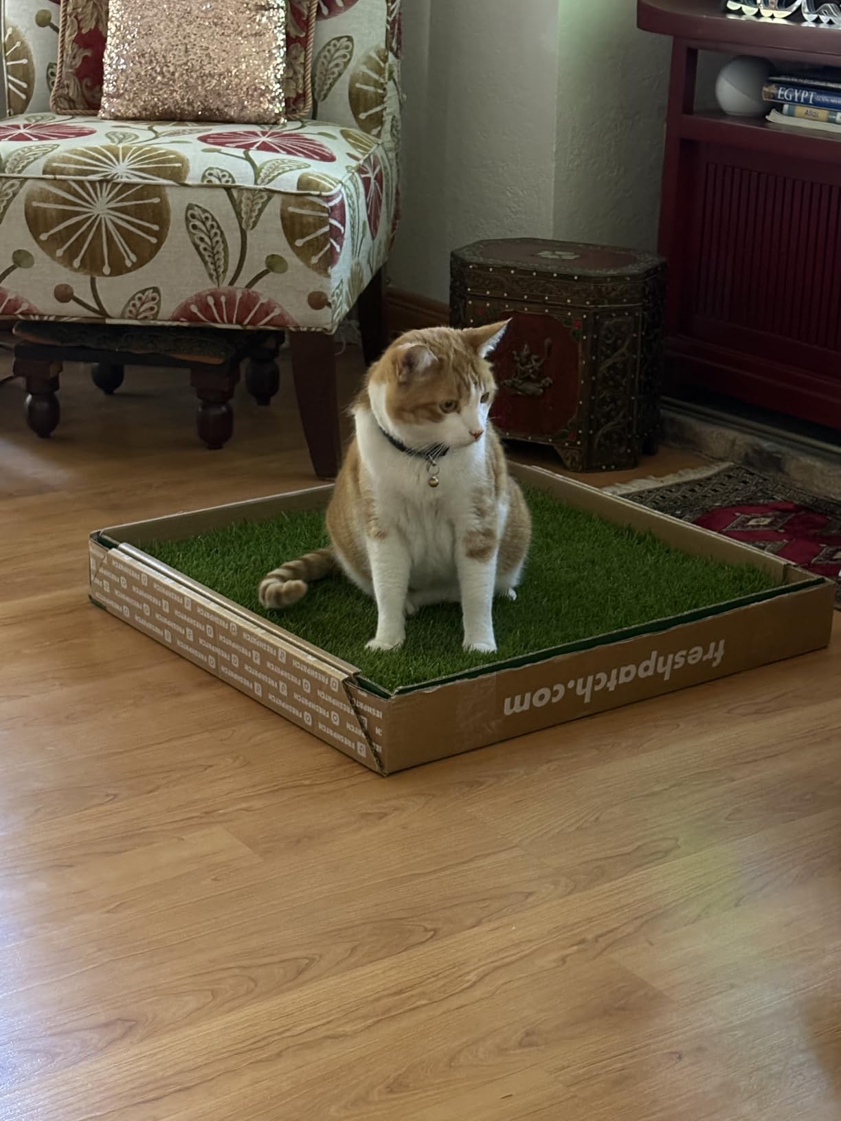 Fresh Patch Real Grass Patch for Dogs, Cats, and Large Pets 15-30 Pounds - Disposable Pet Grass Pee Pads - Indoor and Outdoor Potty Training Mat (24 Inches x 24 Inches) customer photo 1