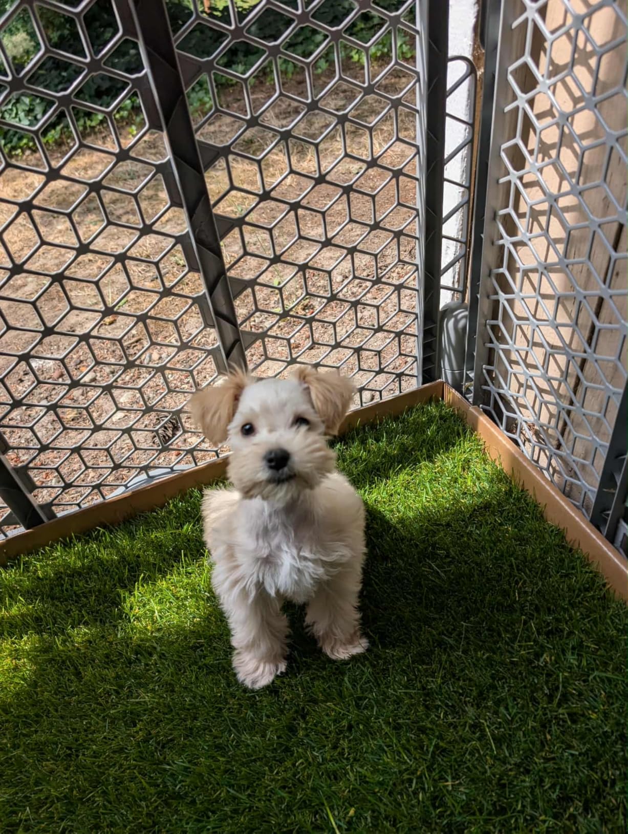 Fresh Patch Real Grass Patch for Dogs, Cats, and Large Pets 15-30 Pounds - Disposable Pet Grass Pee Pads - Indoor and Outdoor Potty Training Mat (24 Inches x 24 Inches) customer photo 2