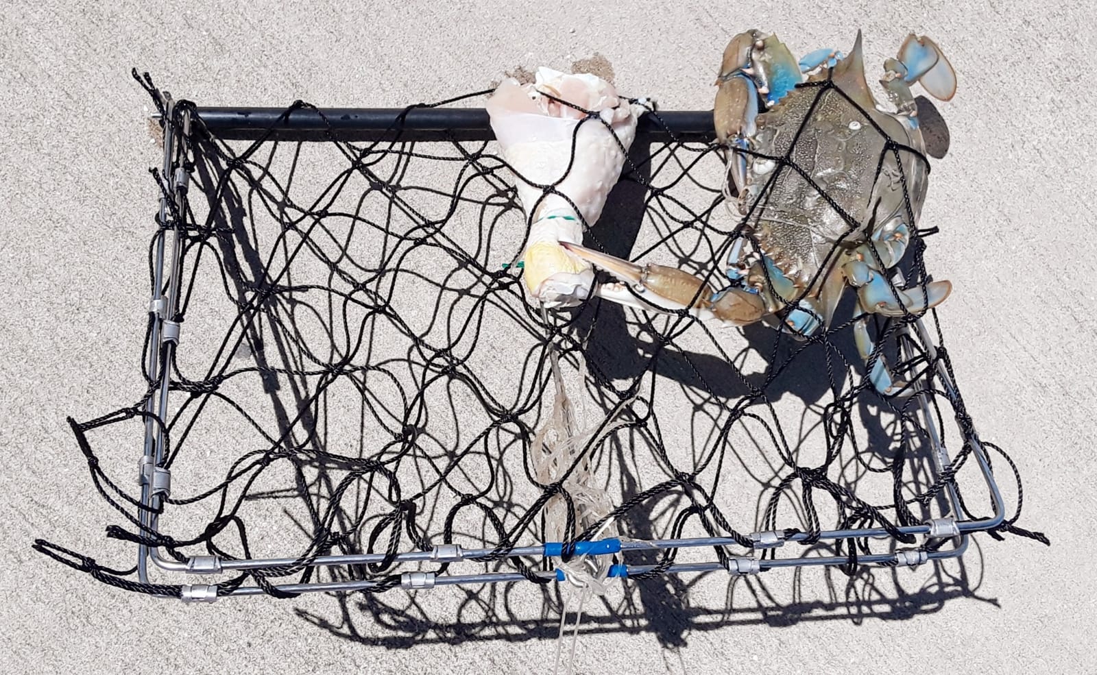 AirFly Crab Trap for Pier, Dock & Jetty - Collapsible Castable Crab Net with Bait Clip - Saltwater Crabbing Gear for Blue Crab, Dungeness & Rock Crab - Designed in USA customer photo 1