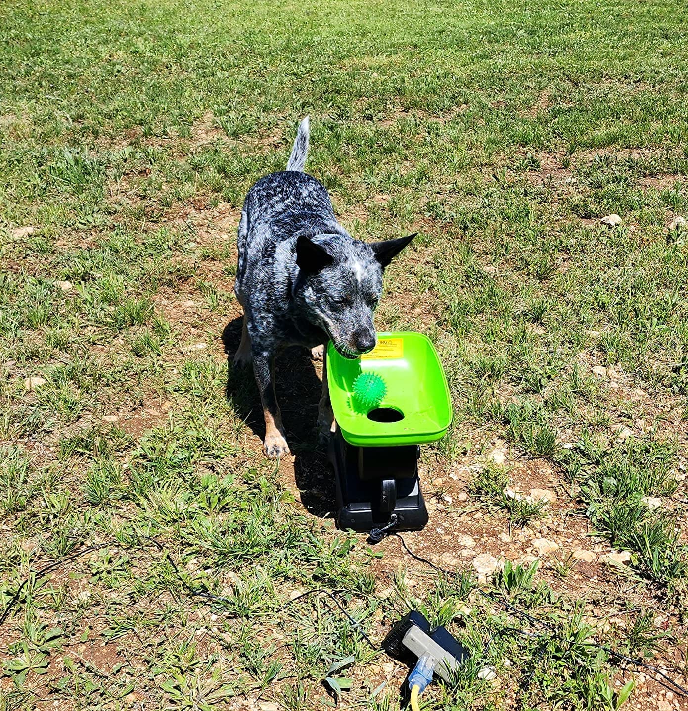 Franklin Sports Ready Set Fetch Automatic Tennis Ball Launcher - Black | Plug-In Power Adapter, No Batteries Required, Adjustable Throw Distance, Audible Safety Alert, Great For Large + Medium Dogs customer photo 1