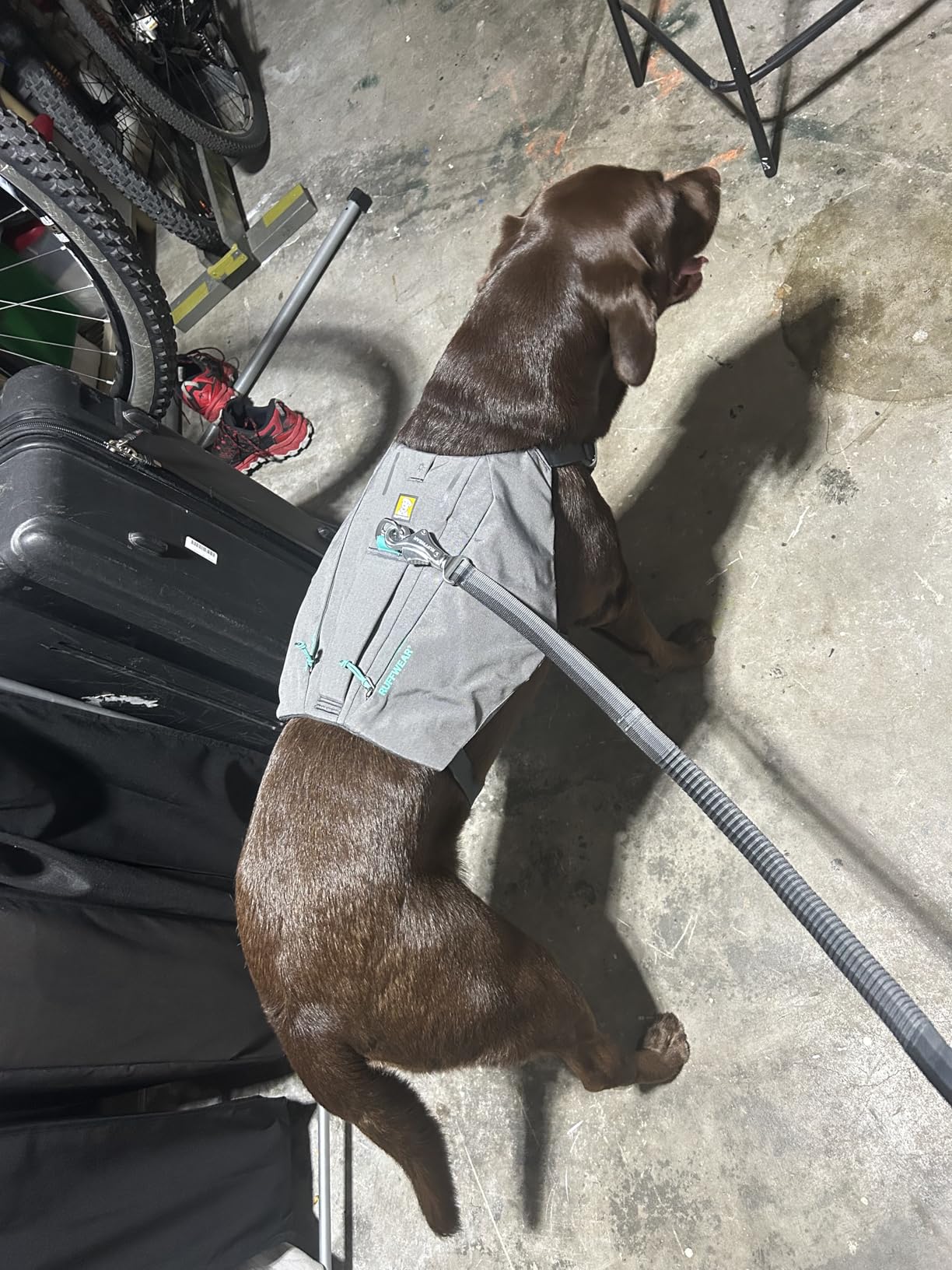 Ruffwear, Switchbak Dog Body Harness, Granite Gray, Small customer photo 1