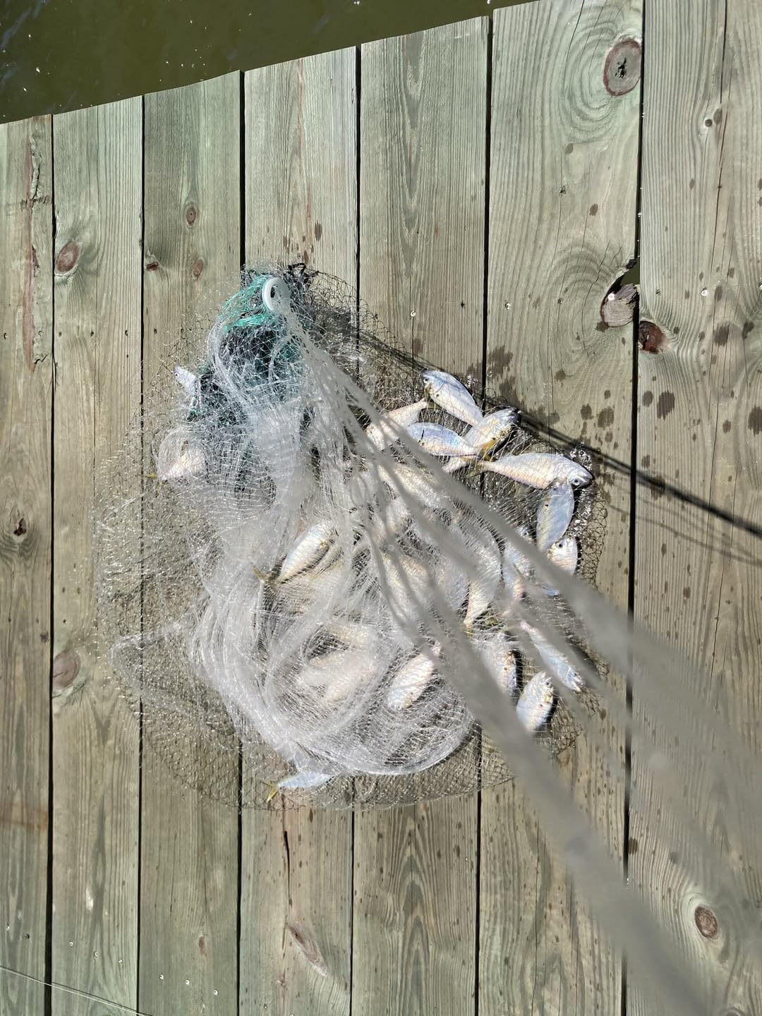 Drasry Saltwater American Fishing Cast Net 3/8inch Mesh Size for Bait Shrimp Trap Fish Heavy Duty Sinkers Throw Net 3FT/4FT/5FT/6FT/7FT/8FT/9FT/10FT Radius customer photo 1