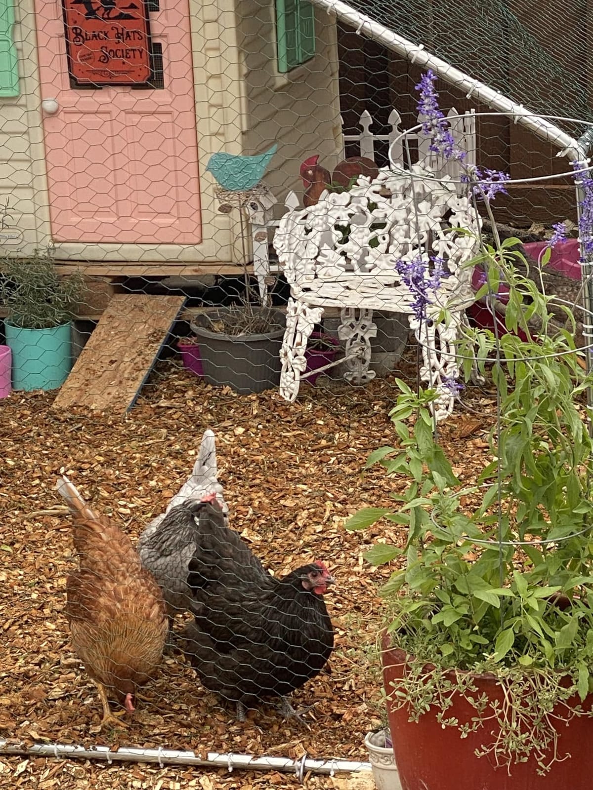 HITTITE Large Metal Chicken Coop with Run, 19.19 x 9.84 x 6.56 ft Walk in Poultry Cage Chicken Run Pen, Outdoor Chicken Runs for Yard with Waterproof & Anti-UV Cover customer photo 1
