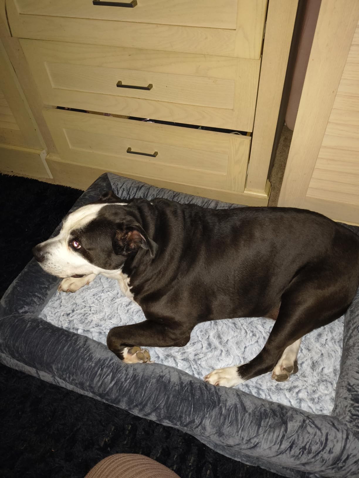 WNPETHOME XXL Extra Large Orthopedic for Senior Dog Bed Comfy Sleeping | Washable Waterproof Dog Couch with Removable Cover, Large Pet Sofa Bed with Bolster Sides for Relaxing Grey 45x35 Inch customer photo 2