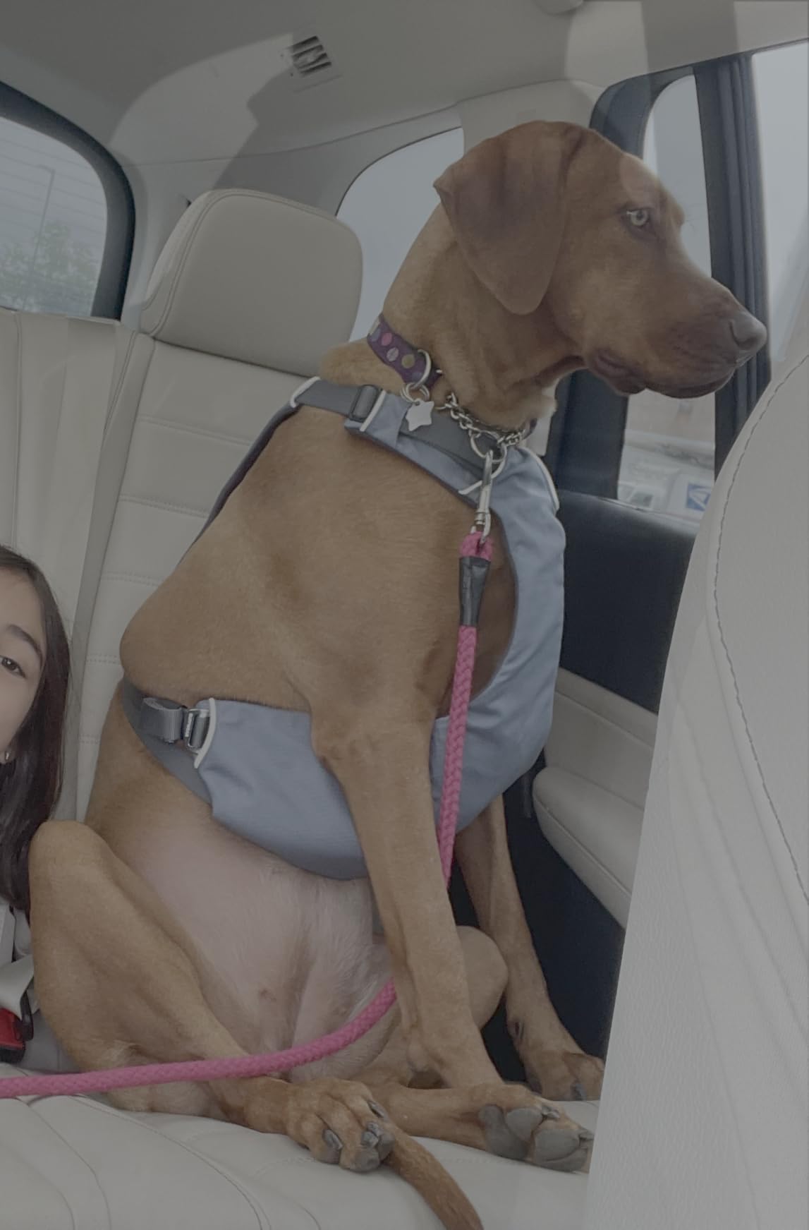 Ruffwear, Load Up Dog Car Harness, Slate Blue, Medium customer photo 1