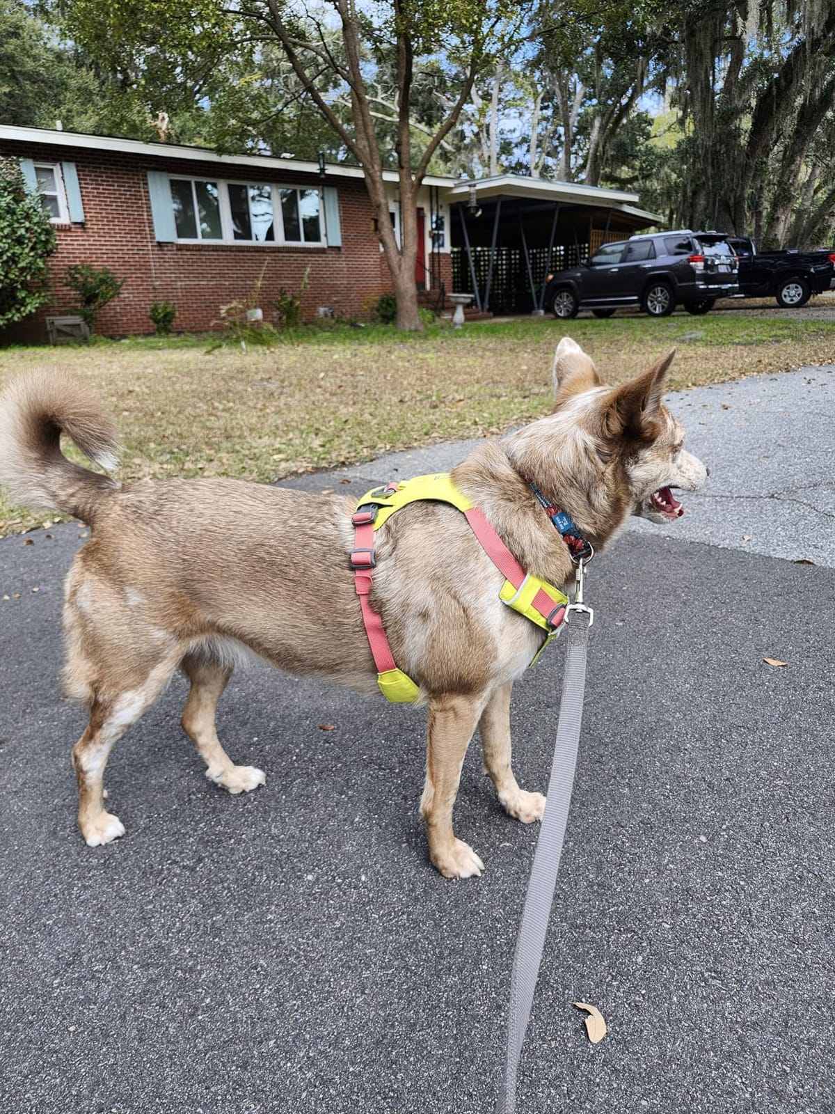 Ruffwear, Hi & Light Dog Chest Harness, Basalt Gray, Small customer photo 2