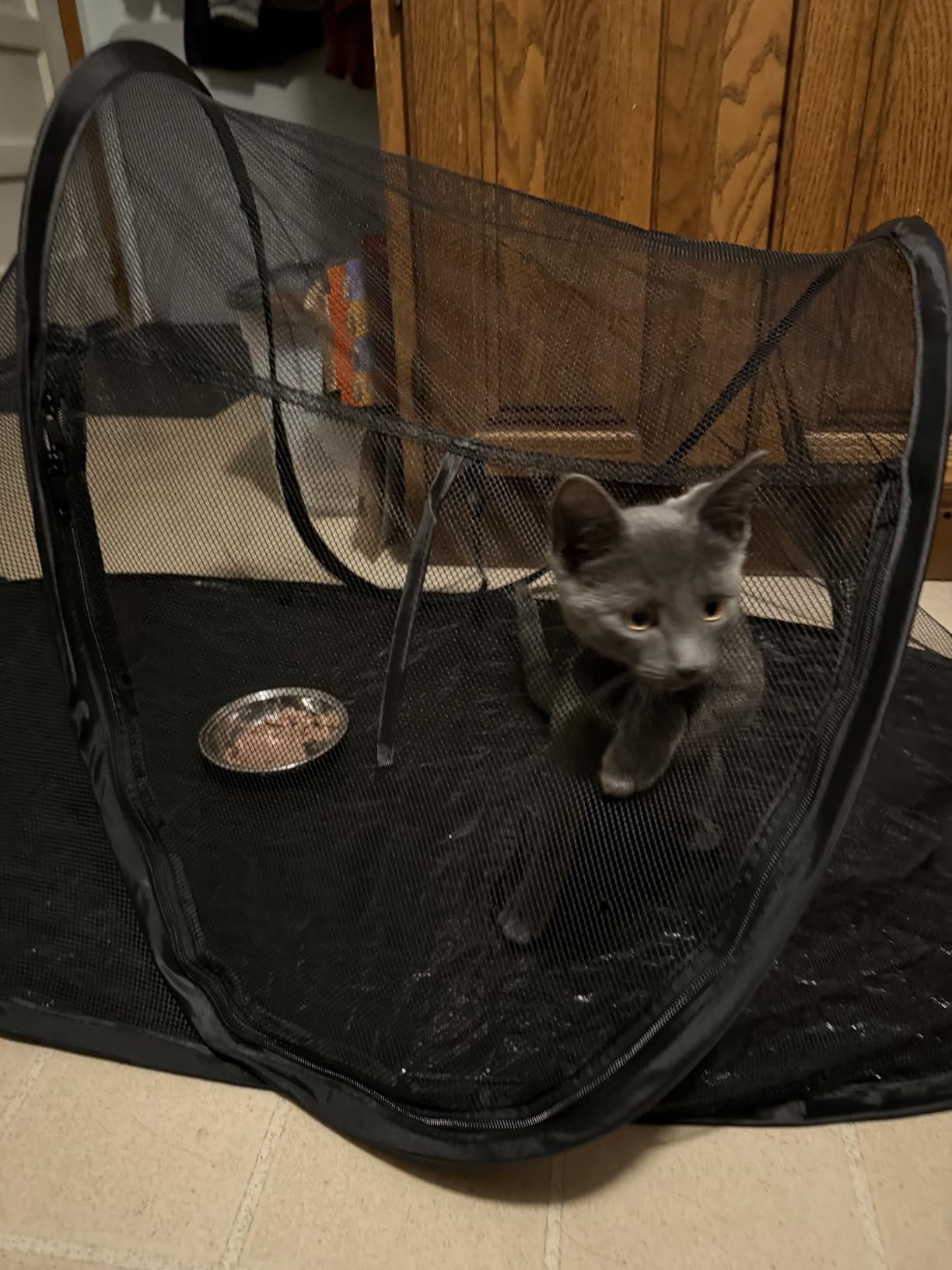 Tailtastic PopUp Cat Tent for Outdoor, Portable Enclosure for Yard & Travel customer photo 2