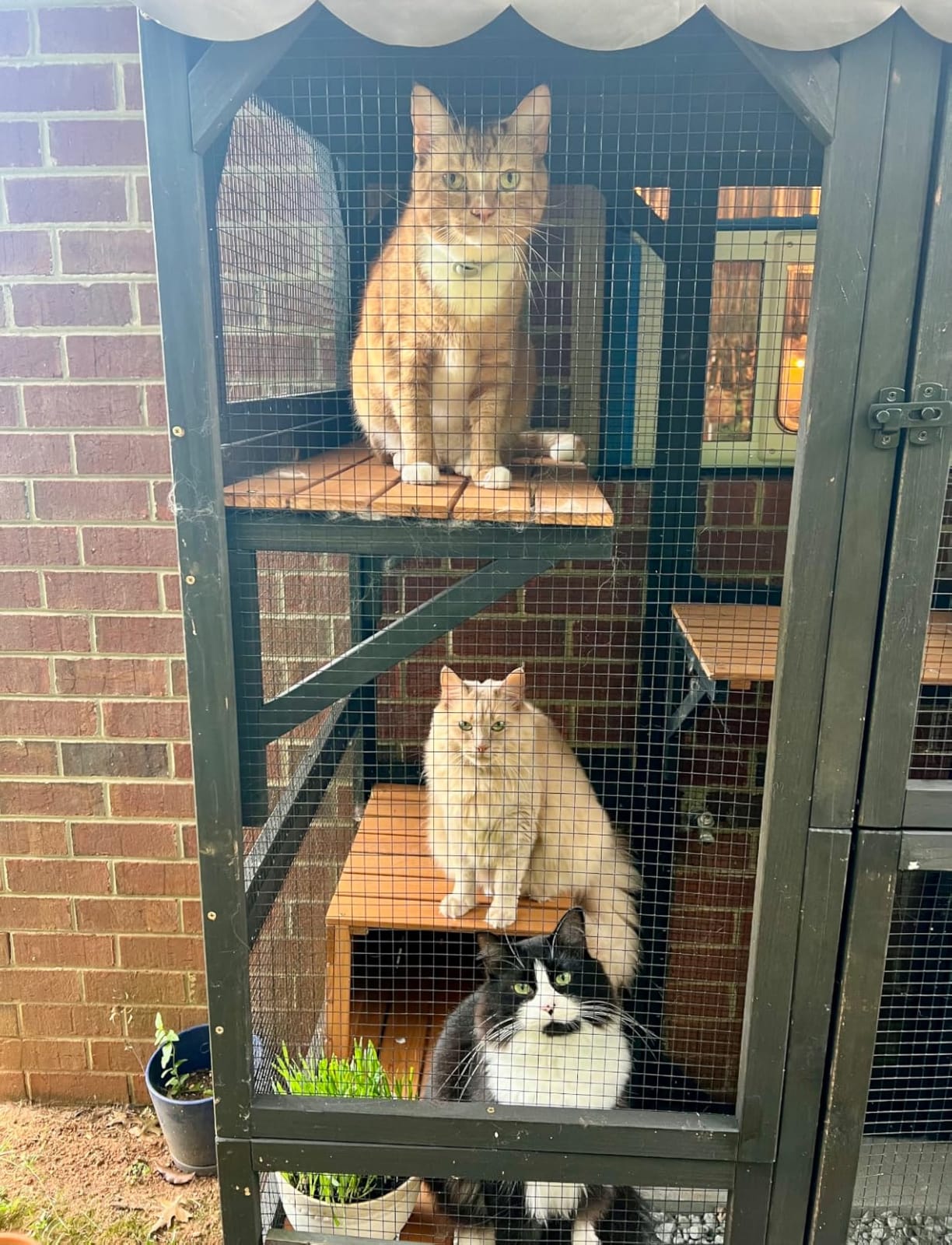 Aivituvin Catio Outdoor Cat Enclosure with 7 Platforms, 2 Resting Boxes, Large Window Cat House for 4-6 Mulitiple Cats Walk in Kitty Cage with Weatherproof Tarp Roof 70
