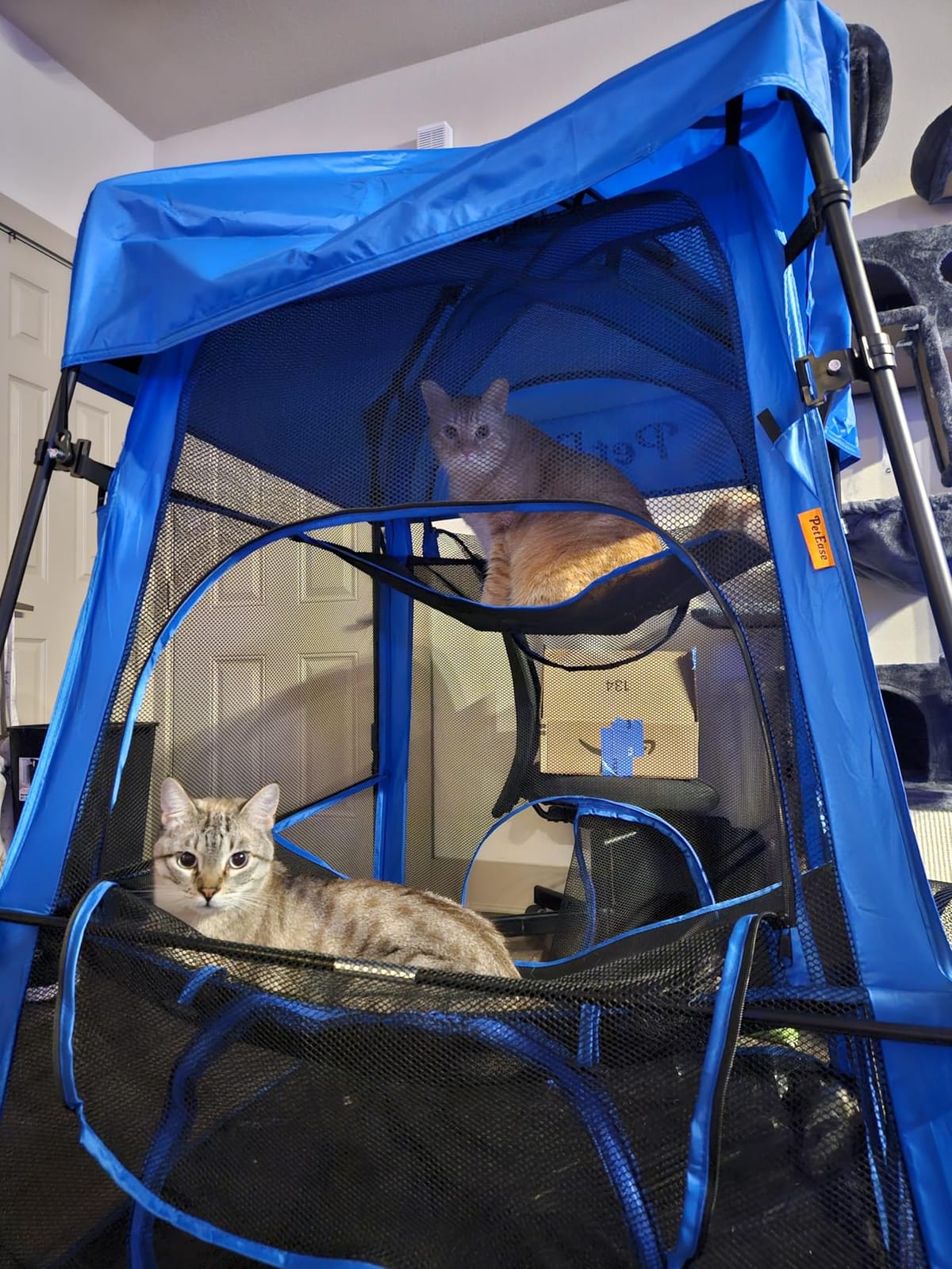 Catio Outdoor Cat Enclosure, 3-in-1 Extra Large Portable Cat Playpen with Tower Tent & Tunnel, Foldable Waterproof Mesh Catio for Indoor Outdoor Cats & Small Pets customer photo 1