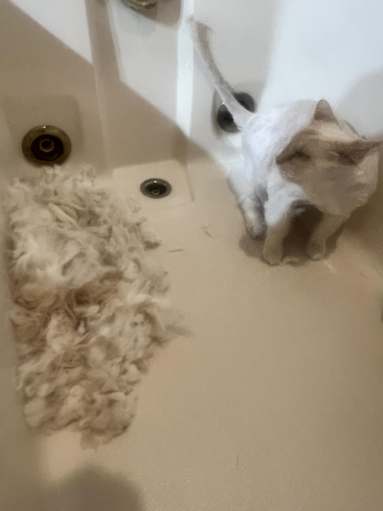 Wahl Professional Animal KMC+ 2-Speed Cordless Clipper, Sage, 3025661 customer photo 1