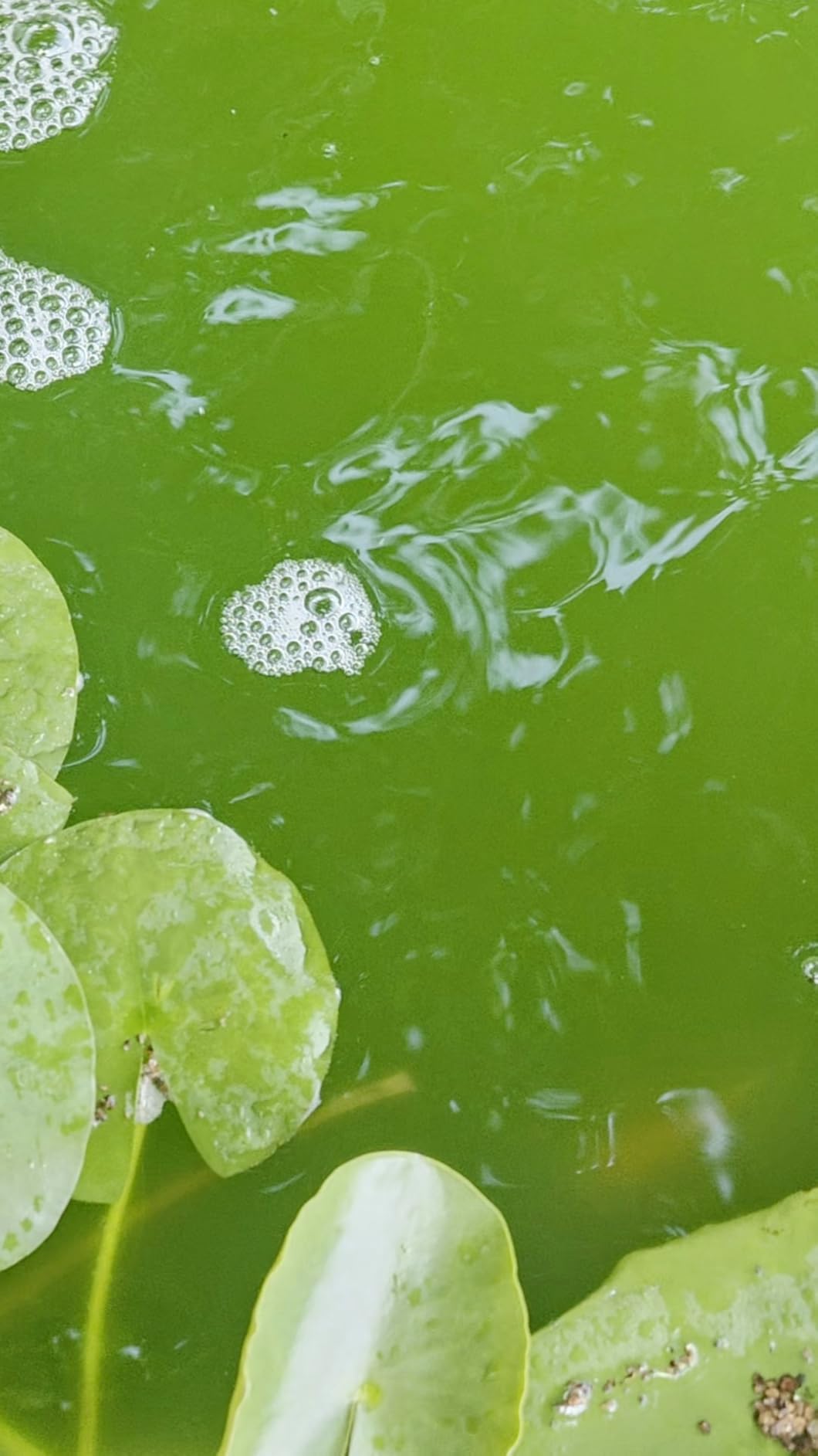 AquaMiracle Pond Filter with Fountain Kits & Remote Control LED Lights customer photo 2