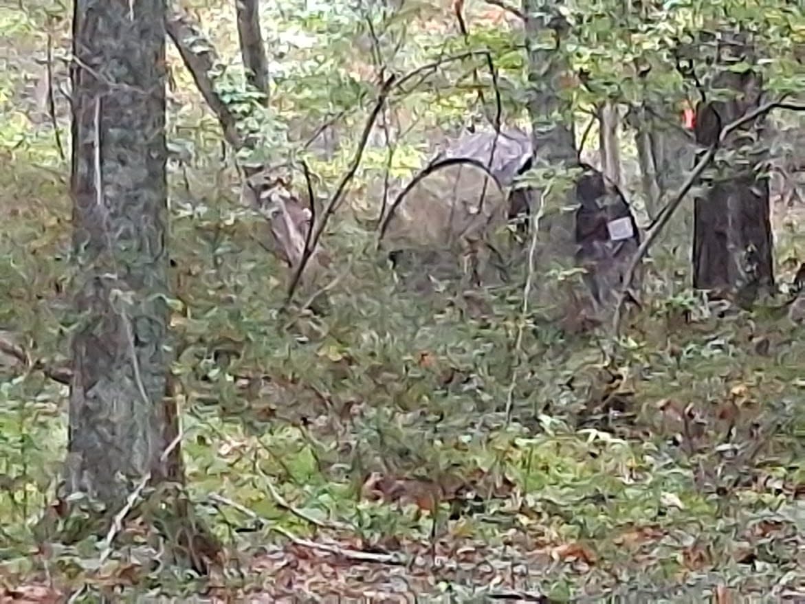 THUNDERBAY Run & Gun Series 1-3 Pereson Pop-Up Ground Blind, Hunting Bilnd for Deer, Turkey Duck Hunting, Bow Hunting customer photo 1