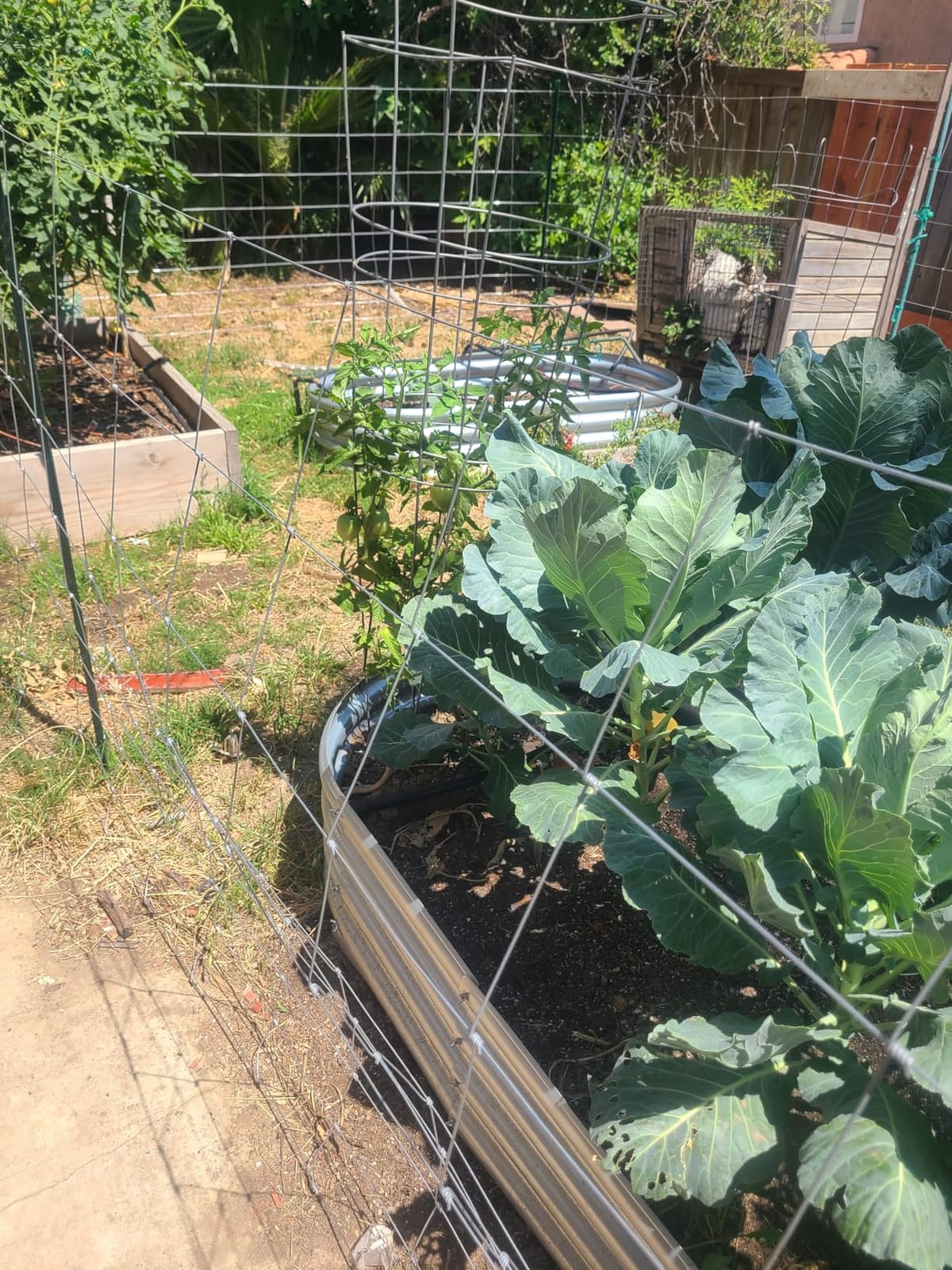 Farm Fence 6ft x 100ft Heavy Zinc Coating Field Wire Fencing, Galvanized Livestock Deer, Goat Fence, Hog Wire Fencing Used to Yard and Garden customer photo 1