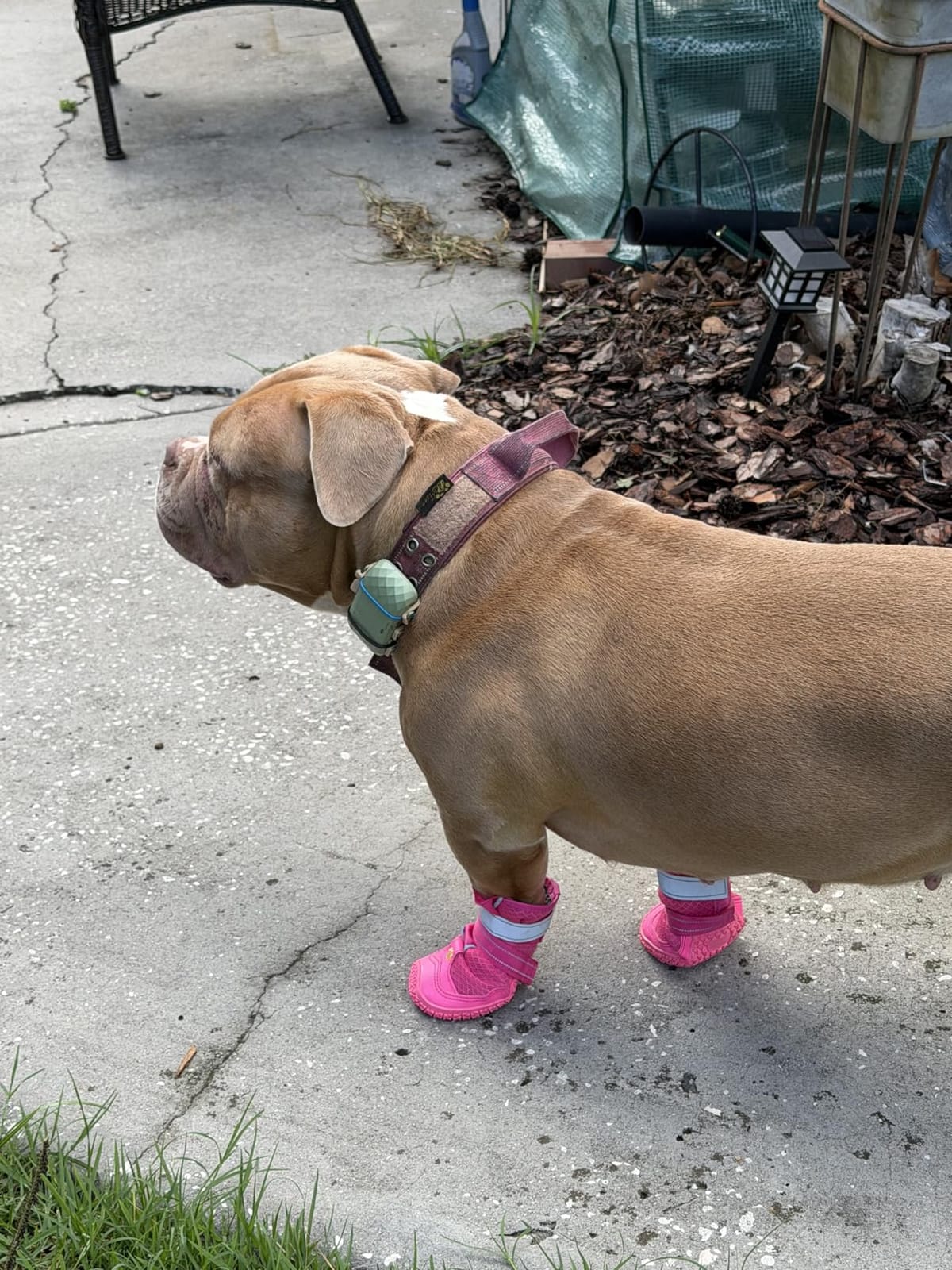LUCKYPAW Dog Shoes for Large Medium Dogs, Dog Boots for Hot Pavement Size6 | Breathable Paw Protectors for Summer Walking Hiking Winter Snow Outdoor, No Slip Reflective Booties for Hardwood Floor customer photo 2
