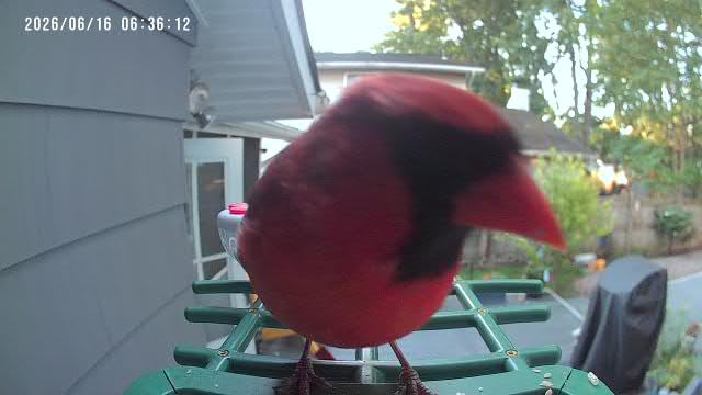 PeckCam Bird Feeder with Camera Solar Powered 2K Live Video Auto Capture, AI Bird Species Identification, Instant App Alert, IP65 Waterproof, Easy Setup, Backyard Bird-Watching customer photo 2