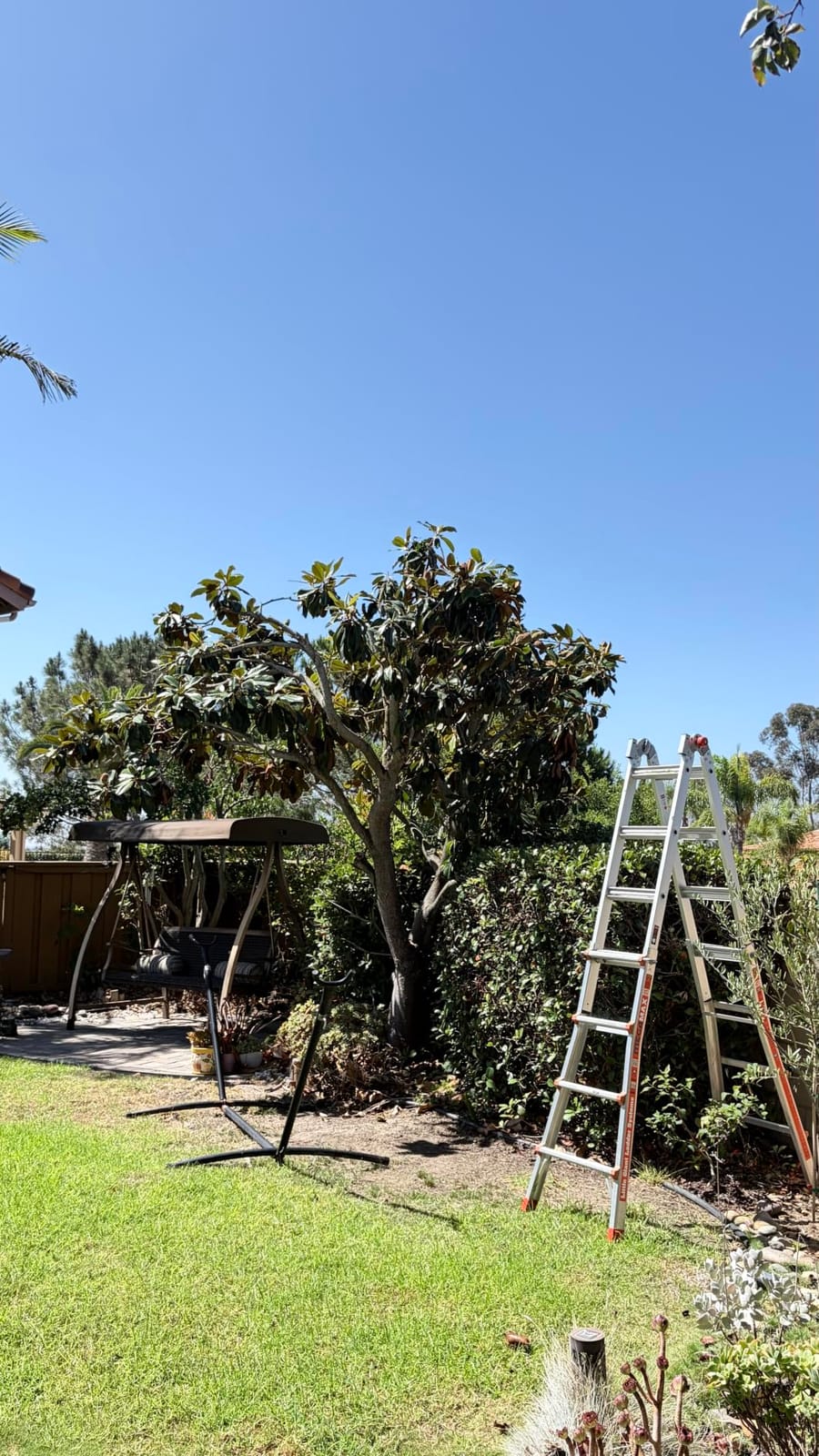 SEESII 6-in-1 Cordless Pole Saw & Hedge Trimmer Combo, Brushless Motor customer photo 2