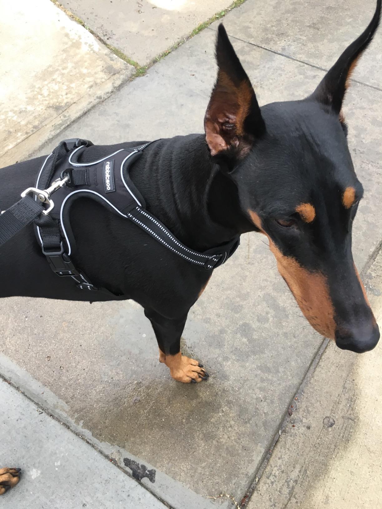 rabbitgoo Dog Harness, No Pull Medium Sized with 2 Leash Clips, Pet Vest customer photo 1