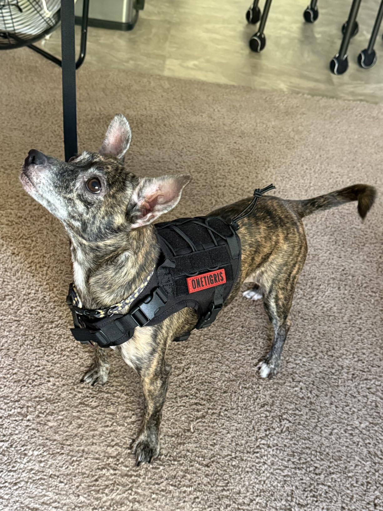 OneTigris Tactical Dog Harness with Handle No-Pull Adjustable for Small Dog customer photo 1