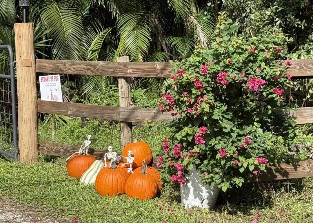 JOYIN Posable Skeleton Pack customer photo 2