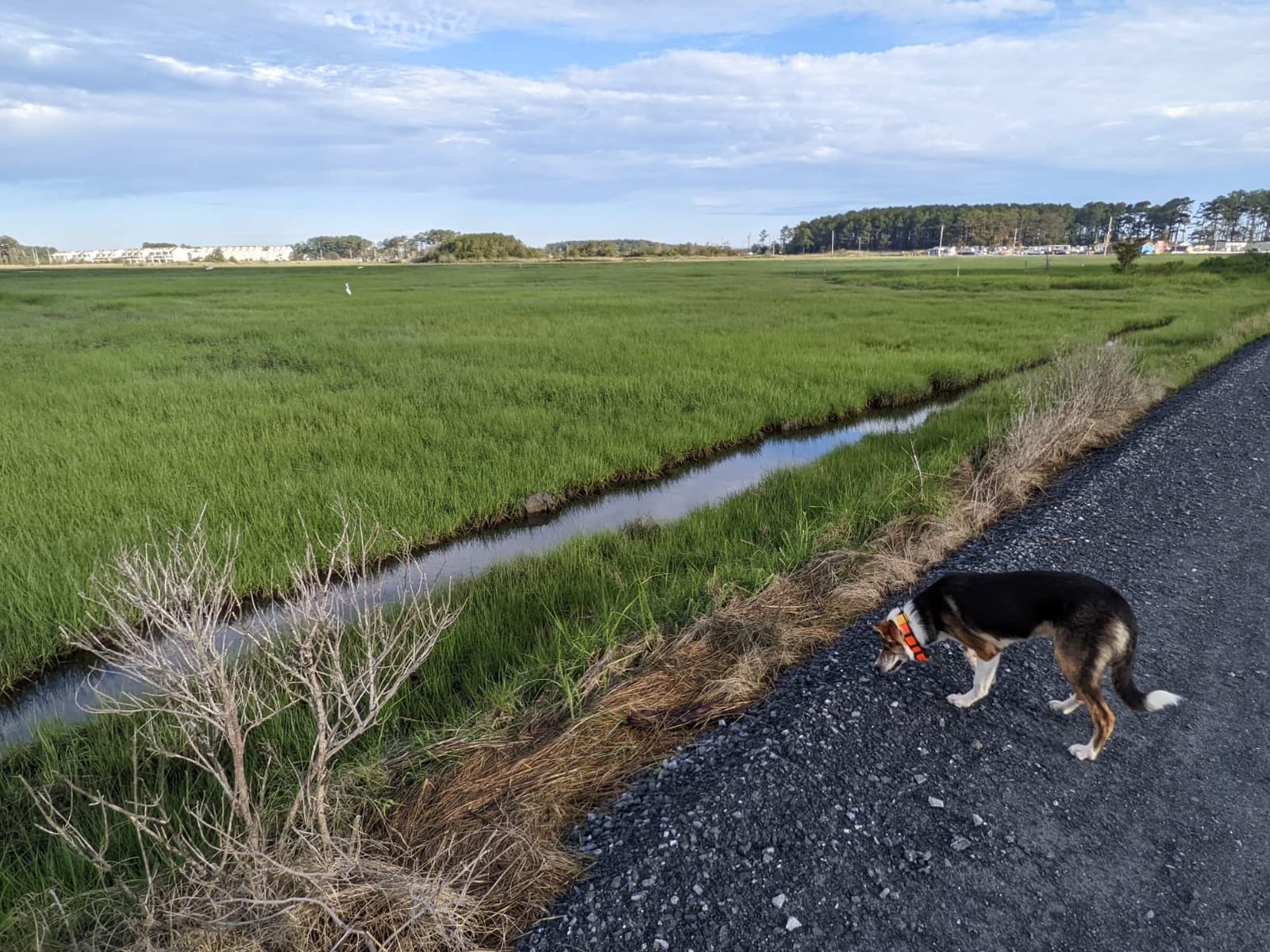 Dogtra PATHFINDER2 Compass Live GPS Dog Tracking & Training System - 9-Mile Range E-Collar Handheld with No Subscription, Offline Maps, GPS Fence, Expandable up to 21 Dogs, for Dogs 35+ lbs customer photo 1