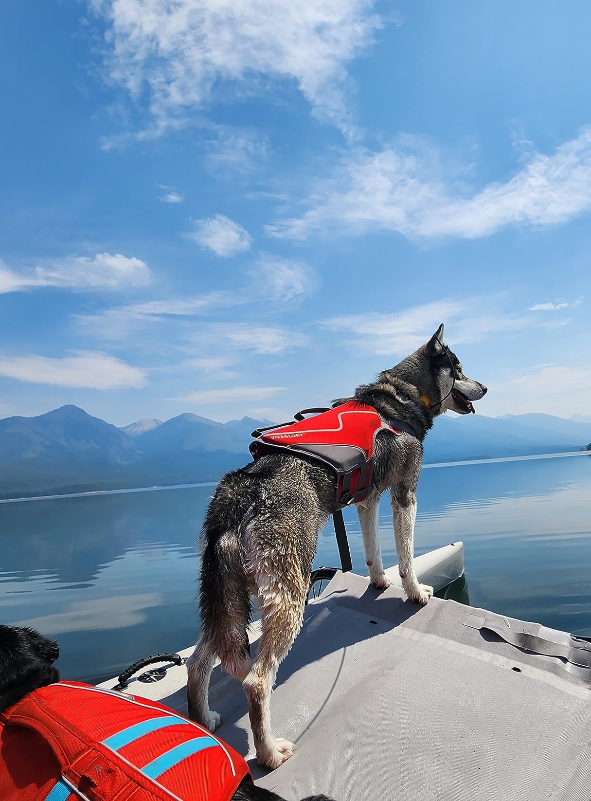 Dogtra PATHFINDER2 Compass Live GPS Dog Tracking & Training System - 9-Mile Range E-Collar Handheld with No Subscription, Offline Maps, GPS Fence, Expandable up to 21 Dogs, for Dogs 35+ lbs customer photo 2